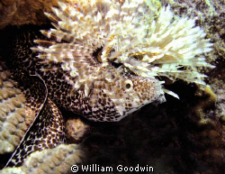 Do you like my new hat? Spotted Moray under Magnificent F... by William Goodwin 